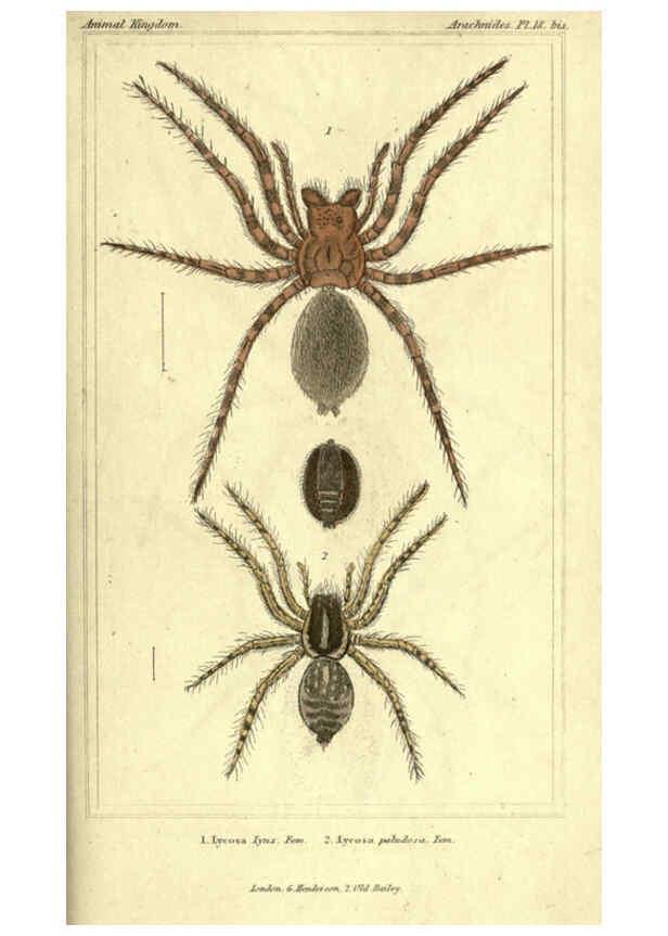 Reproducción/Reproduction 5987388369: The animal kingdom, arranged according to its organization London :G. Henderson,1834