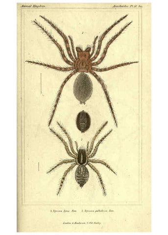 Reproducción/Reproduction 5987388369: The animal kingdom, arranged according to its organization London :G. Henderson,1834