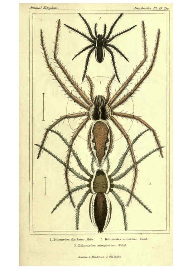 Reproducción/Reproduction 5987388709: The animal kingdom, arranged according to its organization London :G. Henderson,1834