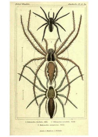 Reproducción/Reproduction 5987388709: The animal kingdom, arranged according to its organization London :G. Henderson,1834