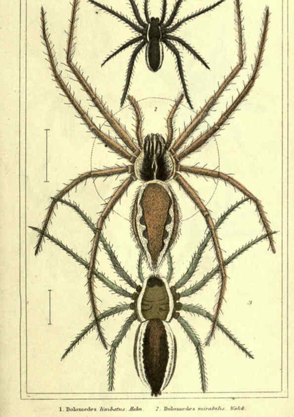 Reproducción/Reproduction 5987388709: The animal kingdom, arranged according to its organization London :G. Henderson,1834