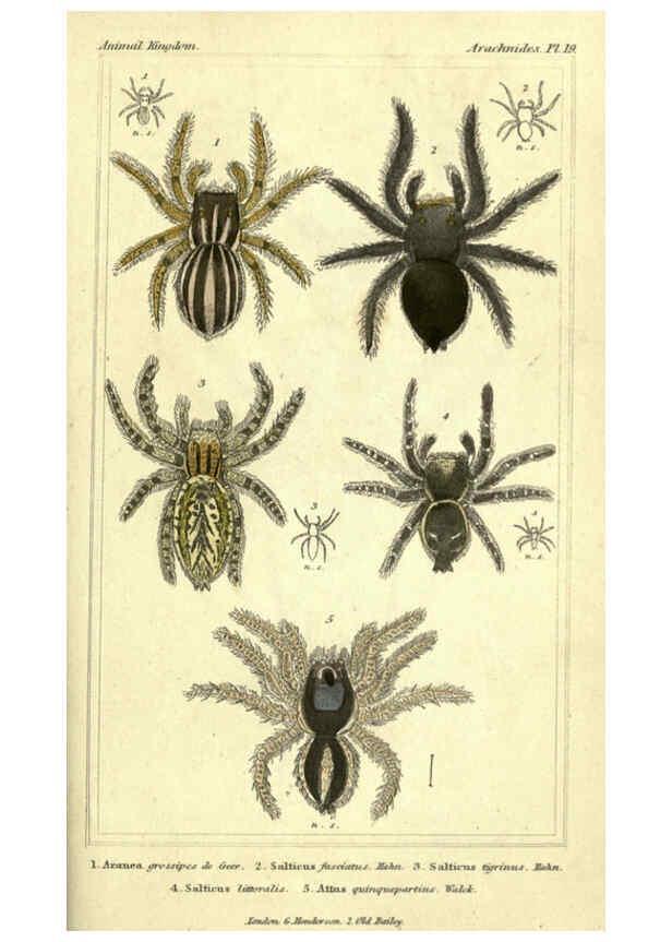 Reproducción/Reproduction 5987388991: The animal kingdom, arranged according to its organization London :G. Henderson,1834