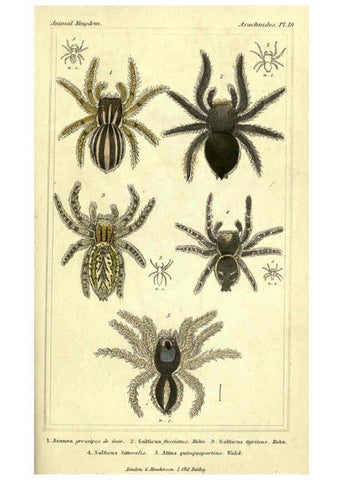 Reproducción/Reproduction 5987388991: The animal kingdom, arranged according to its organization London :G. Henderson,1834