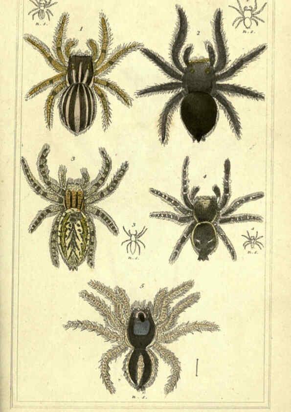Reproducción/Reproduction 5987388991: The animal kingdom, arranged according to its organization London :G. Henderson,1834