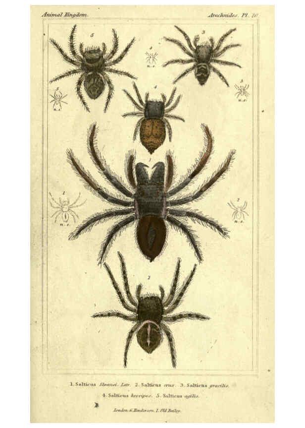Reproducción/Reproduction 5987389251: The animal kingdom, arranged according to its organization London :G. Henderson,1834