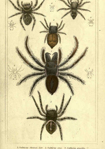 Reproducción/Reproduction 5987389251: The animal kingdom, arranged according to its organization London :G. Henderson,1834