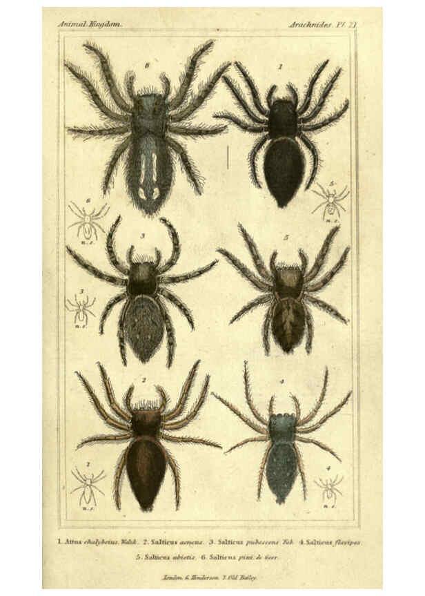 Reproducción/Reproduction 5987389667: The animal kingdom, arranged according to its organization London :G. Henderson,1834