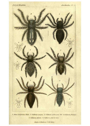 Reproducción/Reproduction 5987389667: The animal kingdom, arranged according to its organization London :G. Henderson,1834