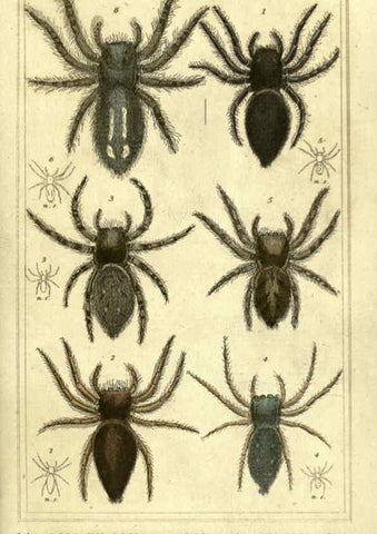 Reproducción/Reproduction 5987389667: The animal kingdom, arranged according to its organization London :G. Henderson,1834