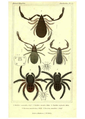Reproducción/Reproduction 5987390457: The animal kingdom, arranged according to its organization London :G. Henderson,1834