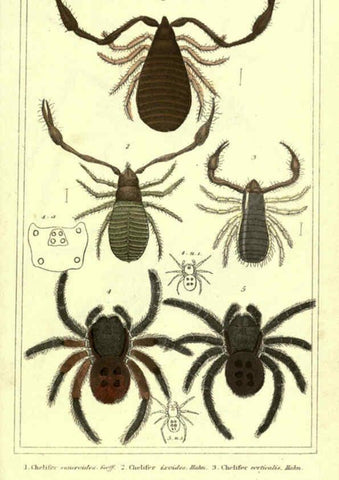 Reproducción/Reproduction 5987390457: The animal kingdom, arranged according to its organization London :G. Henderson,1834