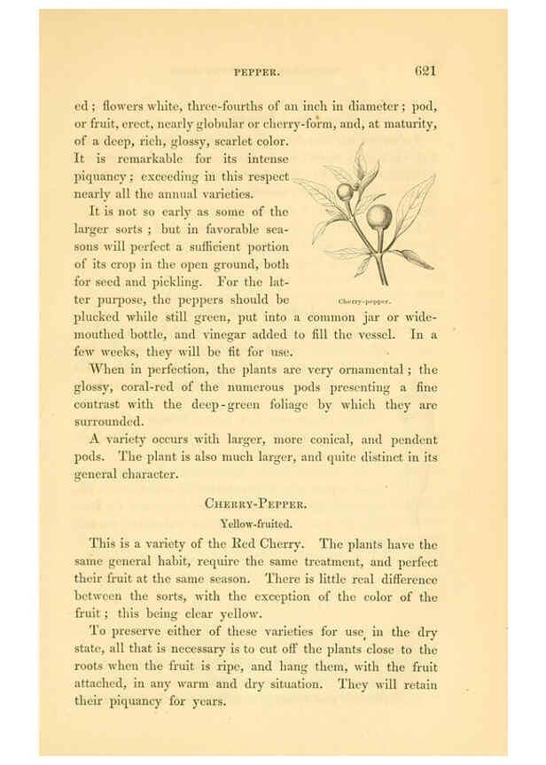 Reproducción/Reproduction 6002647412: The field and garden vegetables of America Boston,Crosby and Nichols,1863