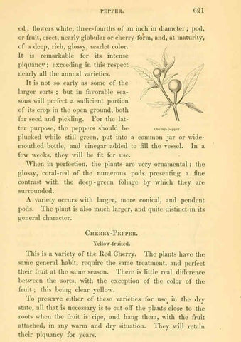 Reproducción/Reproduction 6002647412: The field and garden vegetables of America Boston,Crosby and Nichols,1863