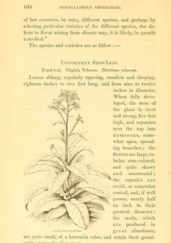 Reproducción/Reproduction 6002648104: The field and garden vegetables of America Boston,Crosby and Nichols,1863