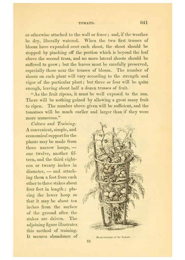 Reproducción/Reproduction 6002102041: The field and garden vegetables of America Boston,Crosby and Nichols,1863