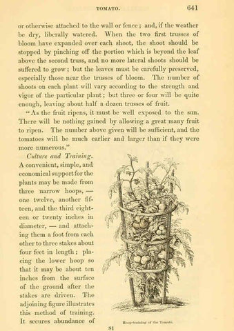 Reproducción/Reproduction 6002102041: The field and garden vegetables of America Boston,Crosby and Nichols,1863