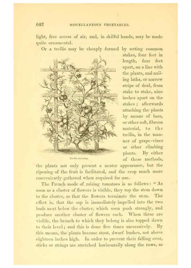 Reproducción/Reproduction 6002649348: The field and garden vegetables of America Boston,Crosby and Nichols,1863