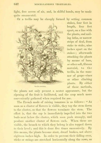 Reproducción/Reproduction 6002649348: The field and garden vegetables of America Boston,Crosby and Nichols,1863