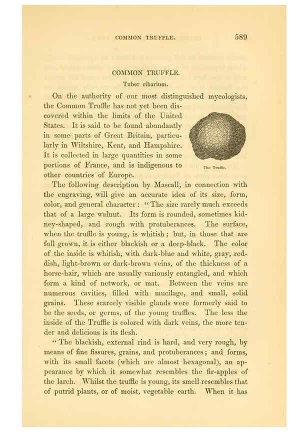 Reproducción/Reproduction 6002098773: The field and garden vegetables of America Boston,Crosby and Nichols,1863