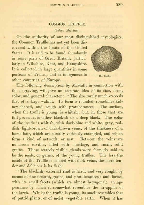 Reproducción/Reproduction 6002098773: The field and garden vegetables of America Boston,Crosby and Nichols,1863