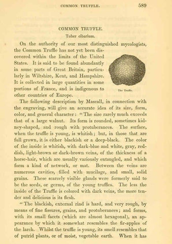 Reproducción/Reproduction 6002098773: The field and garden vegetables of America Boston,Crosby and Nichols,1863