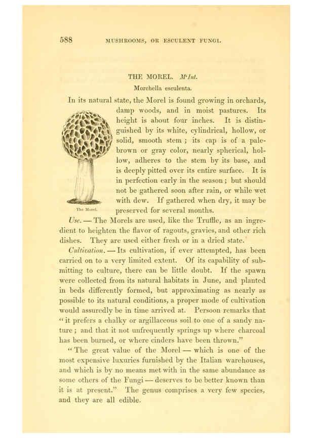 Reproducción/Reproduction 6002645308: The field and garden vegetables of America Boston,Crosby and Nichols,1863