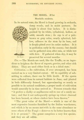 Reproducción/Reproduction 6002645308: The field and garden vegetables of America Boston,Crosby and Nichols,1863