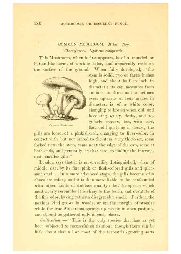 Reproducción/Reproduction 6002644946: The field and garden vegetables of America Boston,Crosby and Nichols,1863