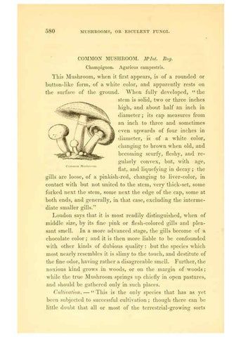 Reproducción/Reproduction 6002644946: The field and garden vegetables of America Boston,Crosby and Nichols,1863