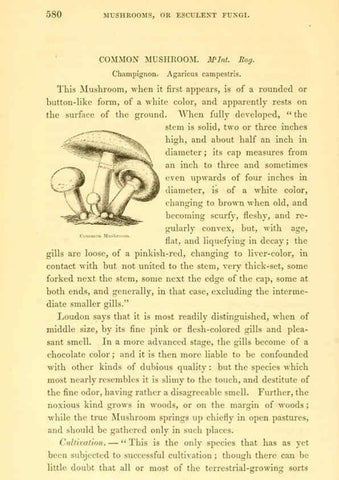 Reproducción/Reproduction 6002644946: The field and garden vegetables of America Boston,Crosby and Nichols,1863