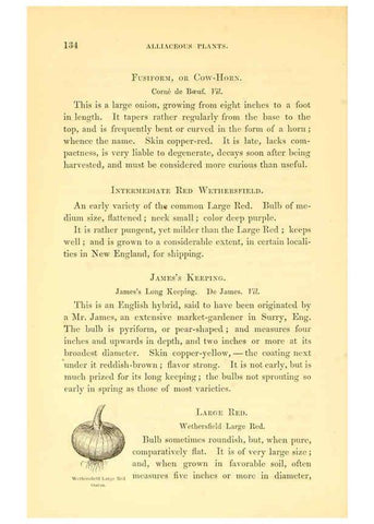 Reproducción/Reproduction 6002092903: The field and garden vegetables of America Boston,Crosby and Nichols,1863