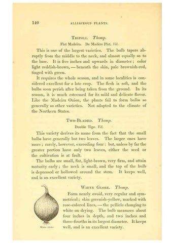 Reproducción/Reproduction 6002093135: The field and garden vegetables of America Boston,Crosby and Nichols,1863