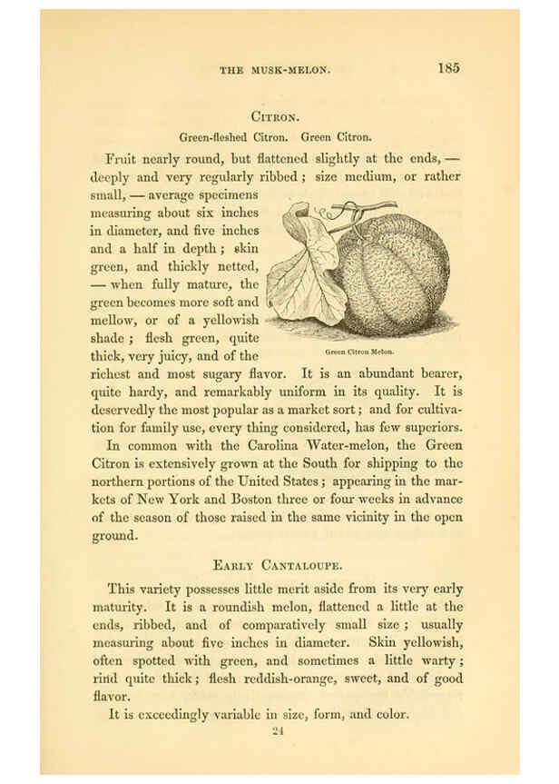 Reproducción/Reproduction 6002640882: The field and garden vegetables of America Boston,Crosby and Nichols,1863