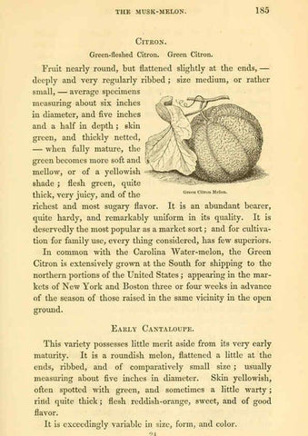 Reproducción/Reproduction 6002640882: The field and garden vegetables of America Boston,Crosby and Nichols,1863