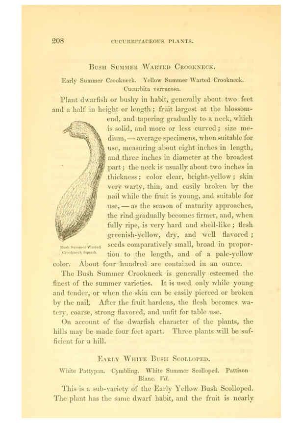Reproducción/Reproduction 6002641890: The field and garden vegetables of America Boston,Crosby and Nichols,1863