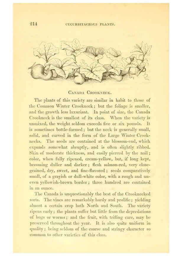 Reproducción/Reproduction 6002095515: The field and garden vegetables of America Boston,Crosby and Nichols,1863
