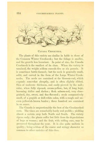 Reproducción/Reproduction 6002095515: The field and garden vegetables of America Boston,Crosby and Nichols,1863