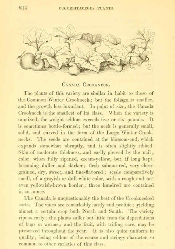 Reproducción/Reproduction 6002095515: The field and garden vegetables of America Boston,Crosby and Nichols,1863