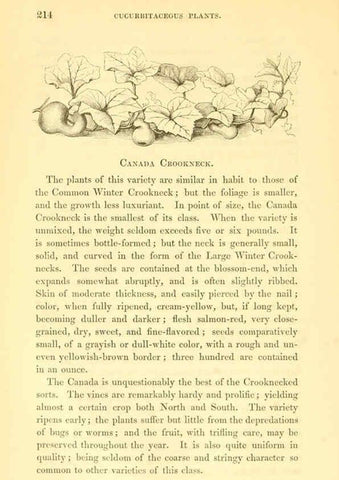 Reproducción/Reproduction 6002095515: The field and garden vegetables of America Boston,Crosby and Nichols,1863