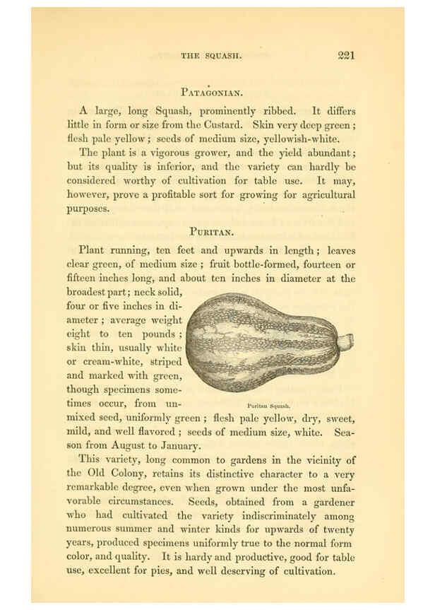 Reproducción/Reproduction 6002096889: The field and garden vegetables of America Boston,Crosby and Nichols,1863