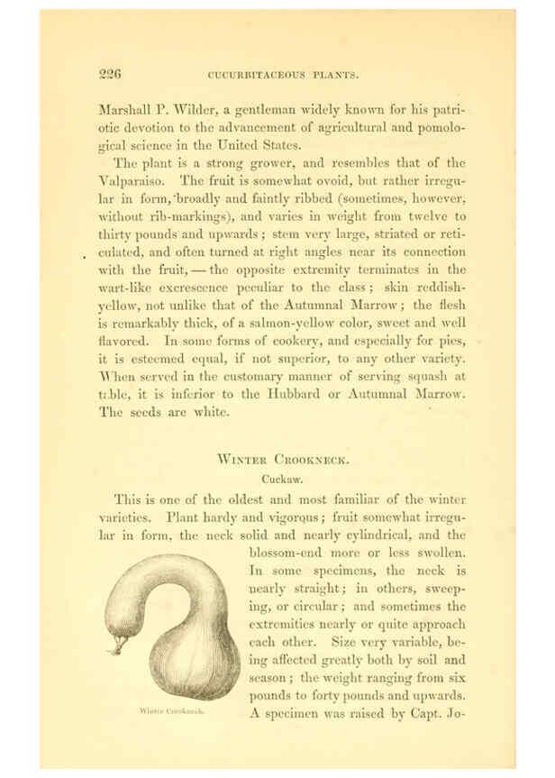 Reproducción/Reproduction 6002644180: The field and garden vegetables of America Boston,Crosby and Nichols,1863