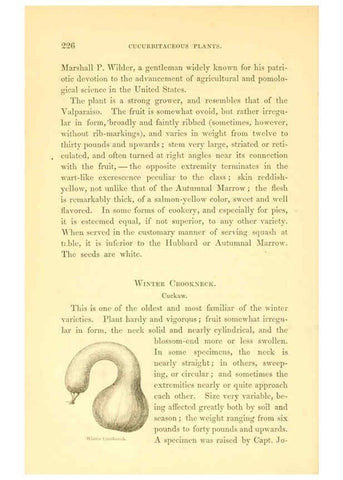 Reproducción/Reproduction 6002644180: The field and garden vegetables of America Boston,Crosby and Nichols,1863