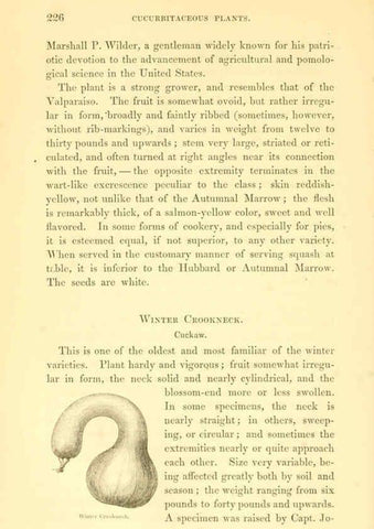 Reproducción/Reproduction 6002644180: The field and garden vegetables of America Boston,Crosby and Nichols,1863