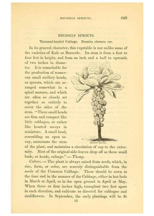 Reproducción/Reproduction 6002644420: The field and garden vegetables of America Boston,Crosby and Nichols,1863