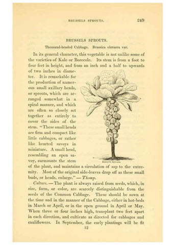 Reproducción/Reproduction 6002644420: The field and garden vegetables of America Boston,Crosby and Nichols,1863