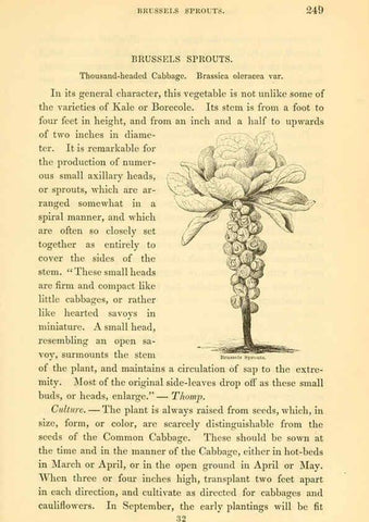 Reproducción/Reproduction 6002644420: The field and garden vegetables of America Boston,Crosby and Nichols,1863