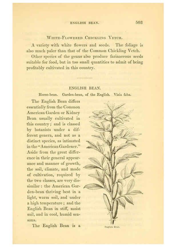 Reproducción/Reproduction 6002097871: The field and garden vegetables of America Boston,Crosby and Nichols,1863