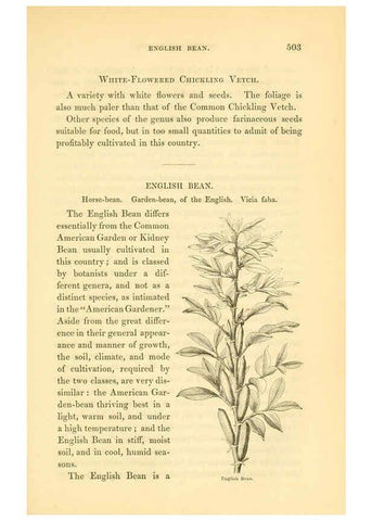 Reproducción/Reproduction 6002097871: The field and garden vegetables of America Boston,Crosby and Nichols,1863