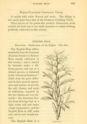 Reproducción/Reproduction 6002097871: The field and garden vegetables of America Boston,Crosby and Nichols,1863