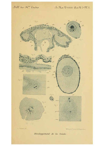 Reproducción/Reproduction 6004646913: Recherches sur les premières phases du développement de la seiche Paris,G. Masson,1888